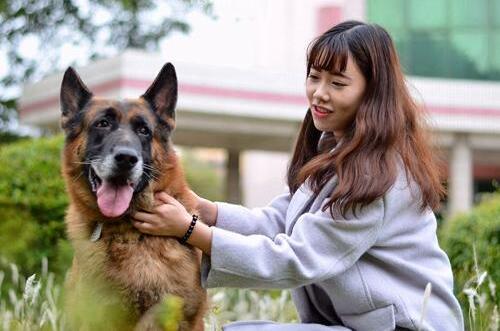 泰迪狗狗洗完澡有皮屑是什么原因,狗狗对沐浴露过敏全是皮屑怎么办