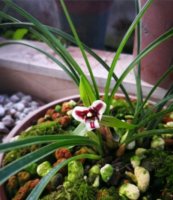 兰花换盆分株的最佳时间和方法,老花匠养花技术视频