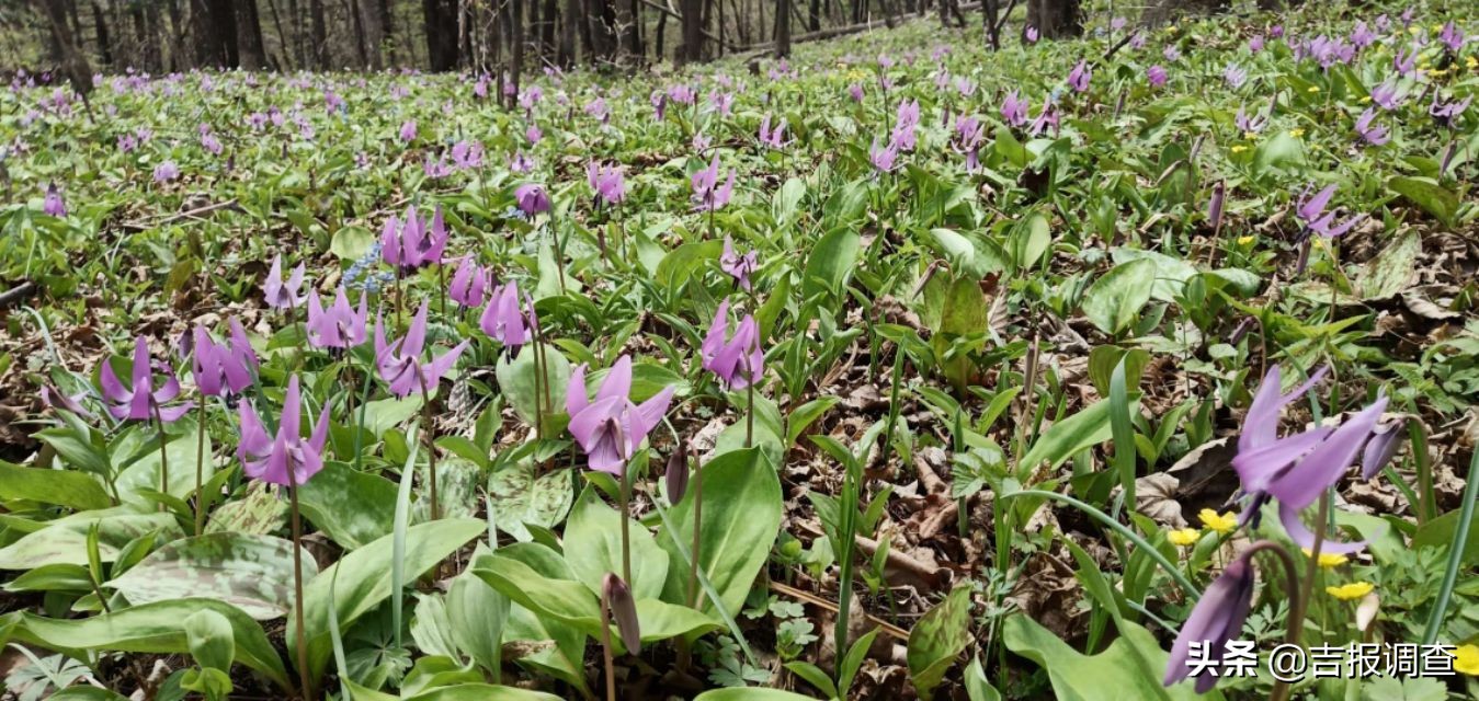 竞相怒放的猪牙花把靖宇所有的山坡装点得妩媚动人！