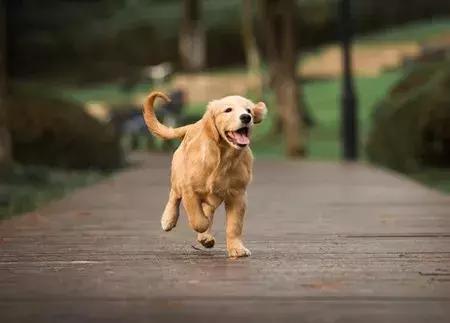 狗狗跟外人走怎么办,狗狗跟陌生人走代表什么