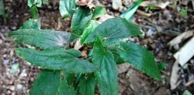 告知：农村一种奇特野草，羊吃了会发情，为什么农民常用来泡酒？