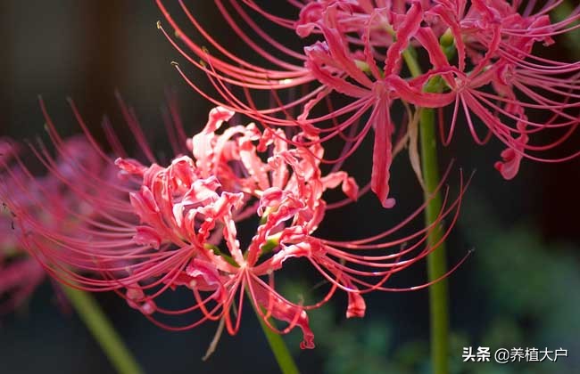 盆栽彼岸花,彼岸花室外花盆怎么养