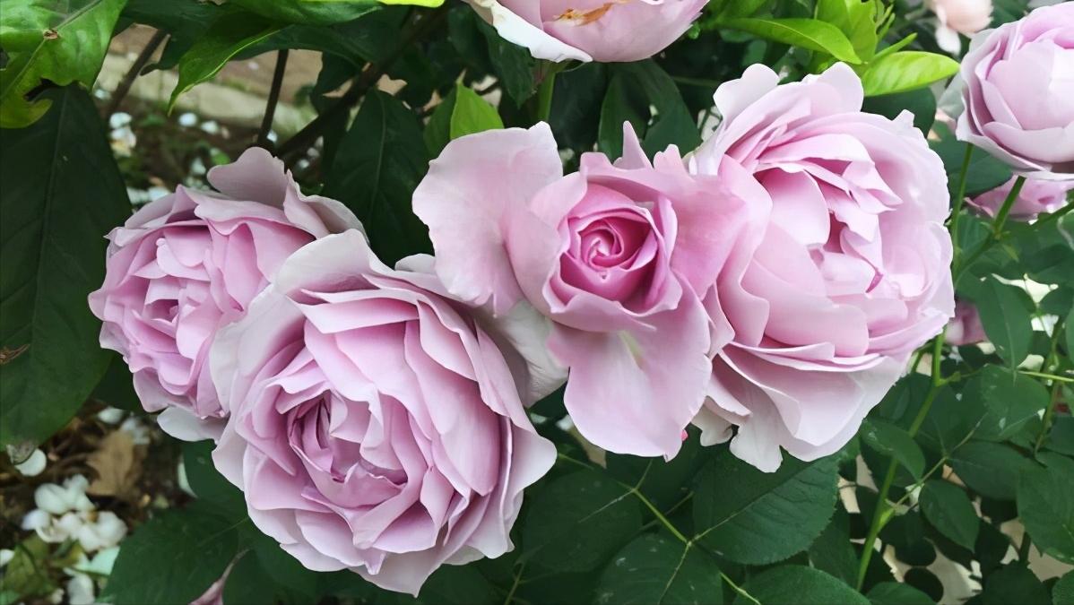 送的玫瑰花和月季一样吗,送玫瑰和月季代表什么