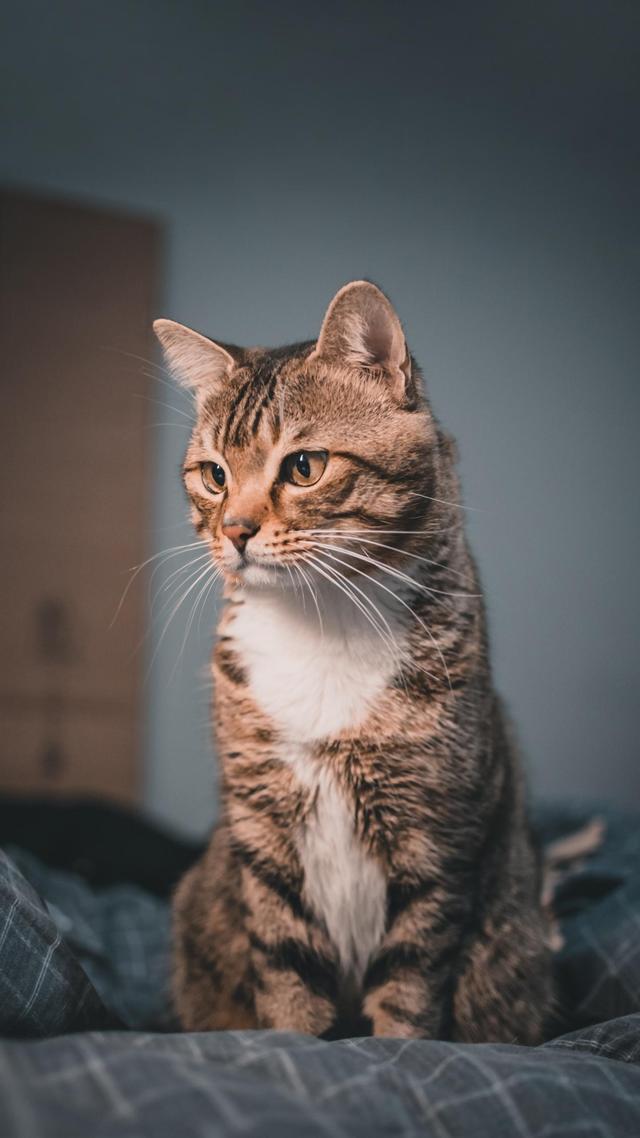 微信上有办公软件吗,微信属于办公软件吗