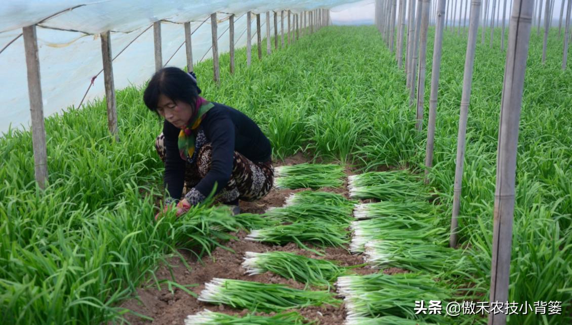 韭菜种植一两年要换土,韭菜种植盆栽多久采收