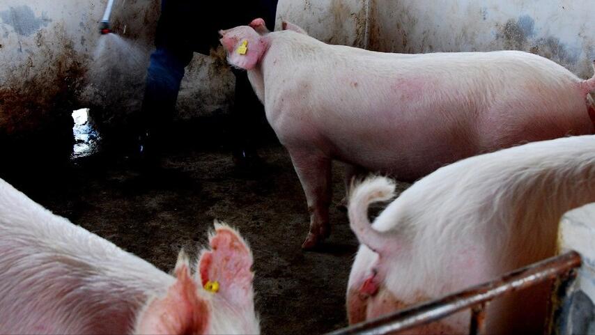 大型猪场降低养猪成本的绝招,养猪亏本