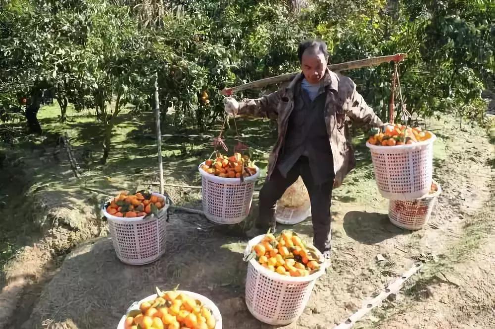 沙糖桔低迷句子,今年年后沙糖桔行情会有好转吗