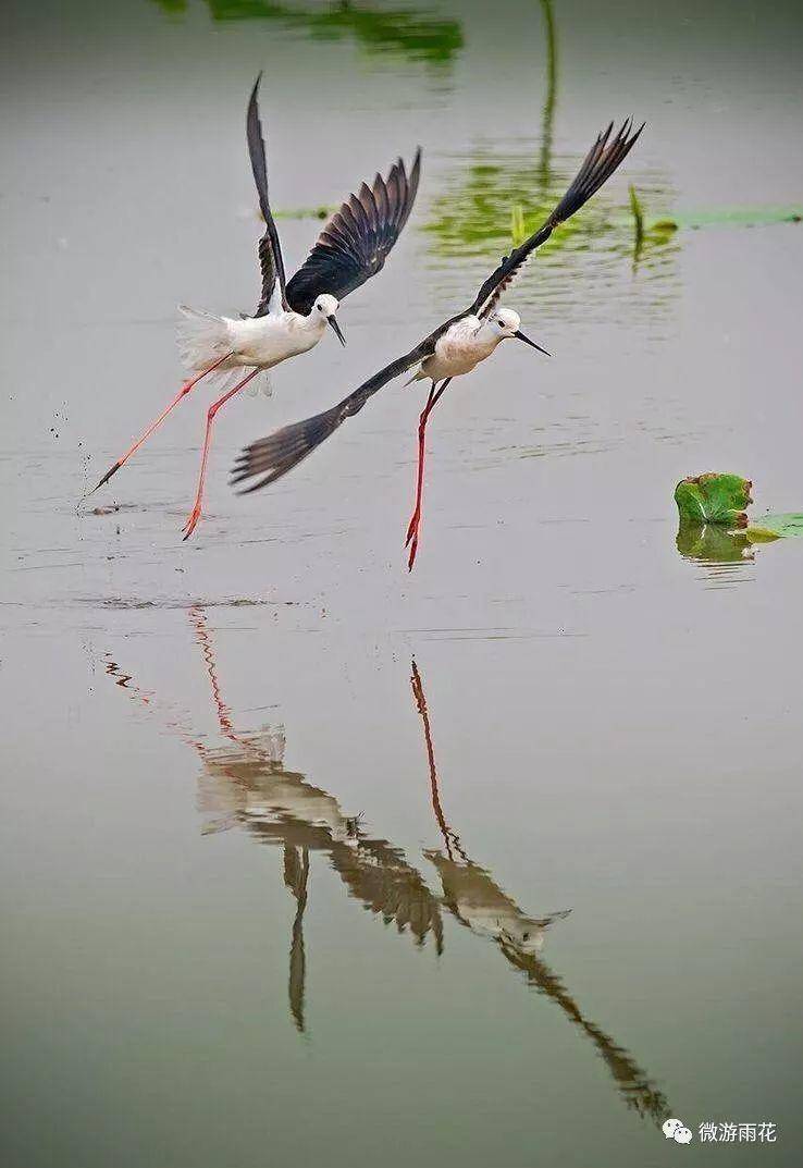 南京三桥湿地生态公园,南京三桥湿地公园