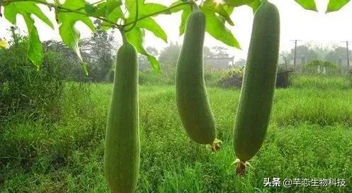 丝瓜水真有那么神奇吗,纯天然的丝瓜水有什么用处啊