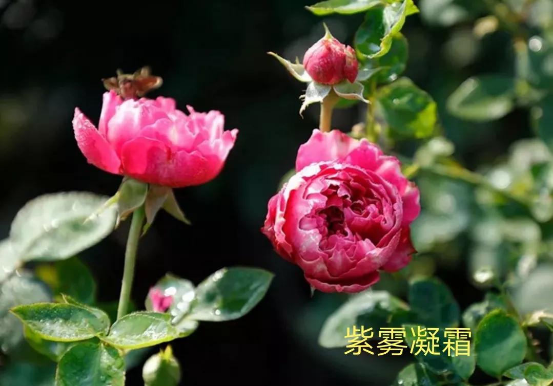 切花火焰月季的优缺点,常见切花月季一览