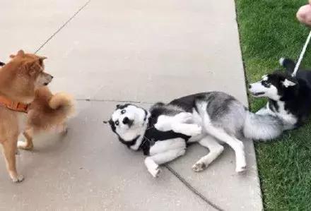 哈士奇和柴犬哪个笑得更开心,哈士奇和柴犬吵架喷口水