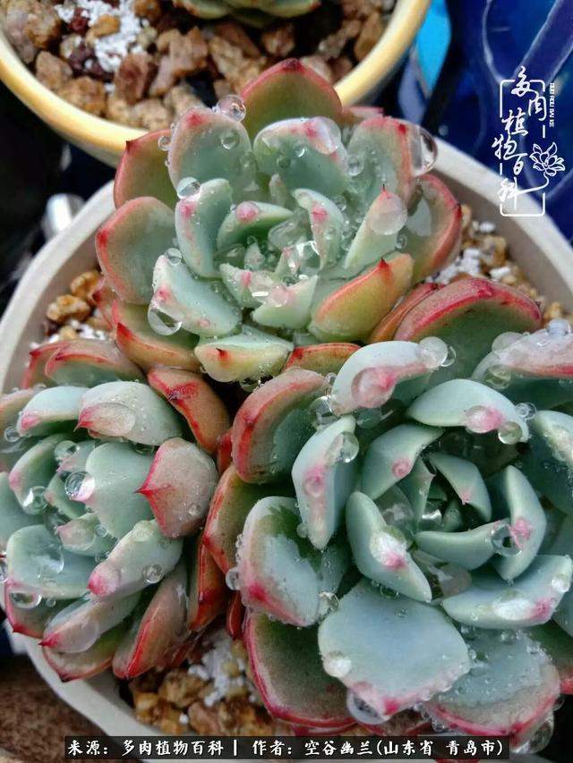 多肉最美的时光,多肉惊艳我的时光