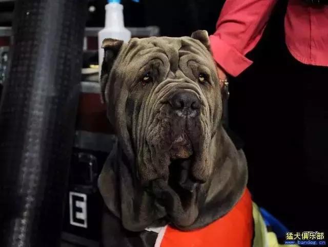 肌肉型猛犬图片,最帅最有气质的猛犬