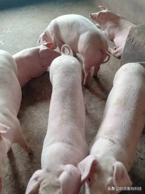 阜阳市颍上县李老板运用发酵中草药养猪尝到了甜头，无非瘟效益高