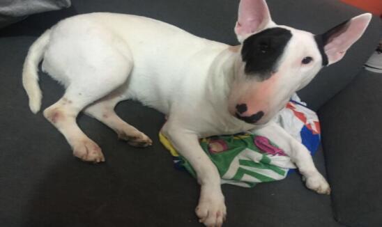 如何缓解牛头梗总是掉皮屑的情况呢？