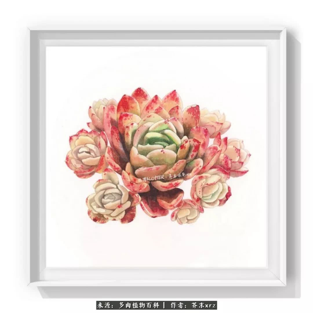 那个爱画多肉的小姑娘带着她的心头肉又来啦！