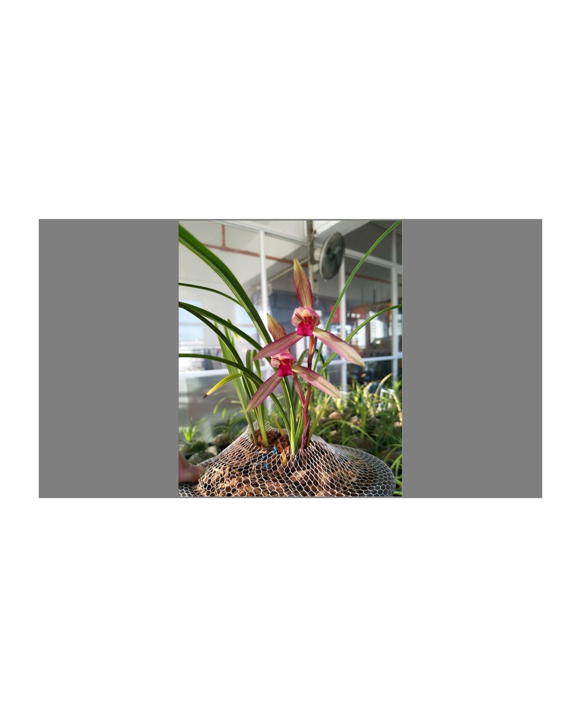 大美滇红兰花,莲瓣滇红素兰花图片