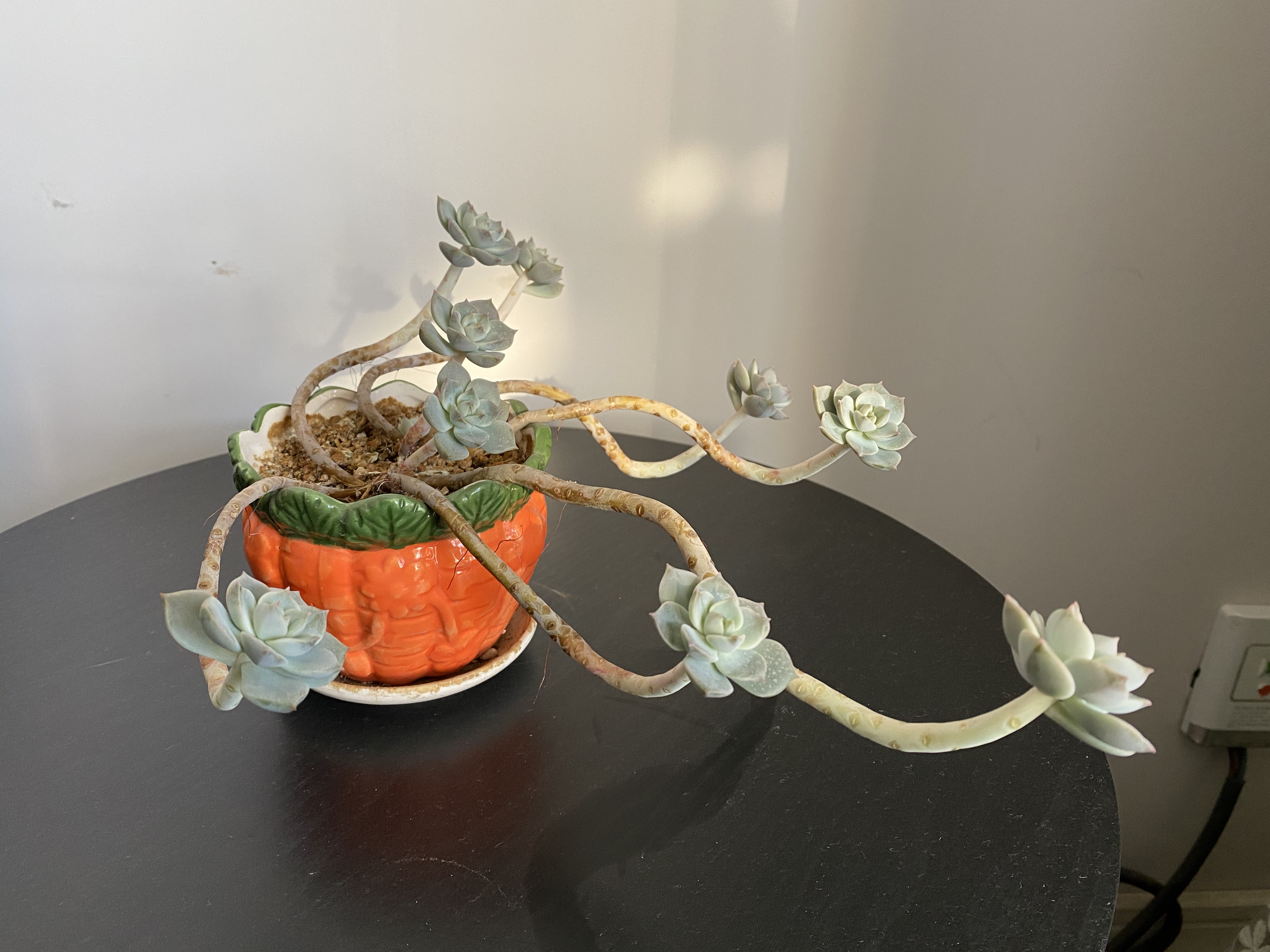 徒长的多肉,徒长的多肉怎么做悬崖造型