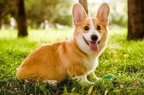 最漂亮的狗狗萨摩耶,最可爱的狗狗排行榜萨摩耶上榜