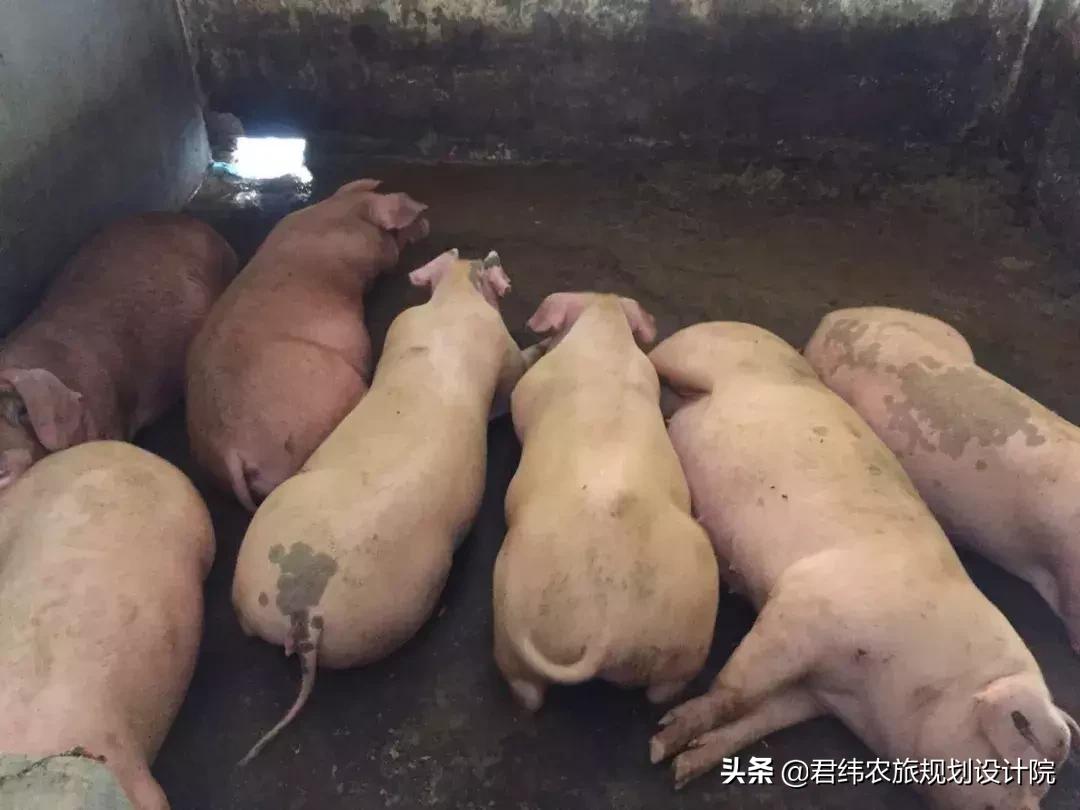 湘御明月湖,湘御明月湖山庄钓鱼