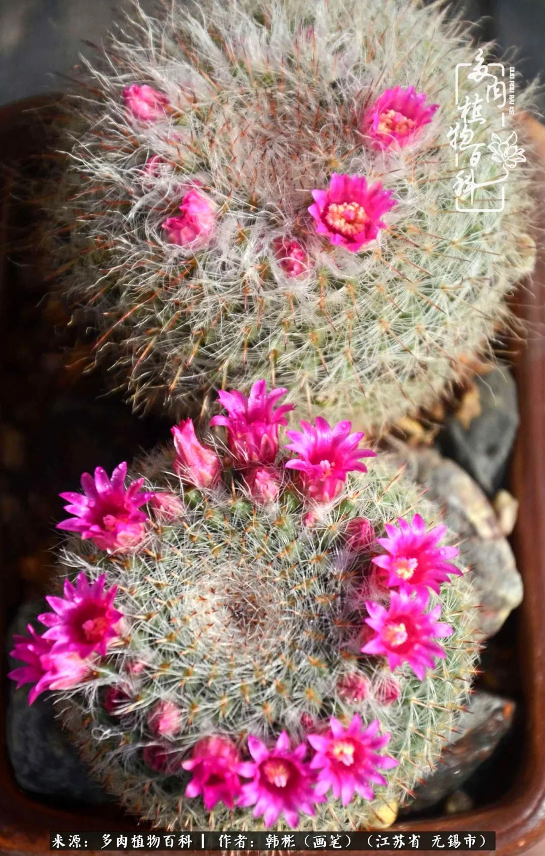 听音乐赏多肉,听音乐赏花赏美景