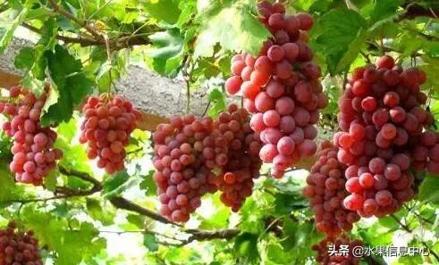 中国水果大全,中国水果大全图片和名字