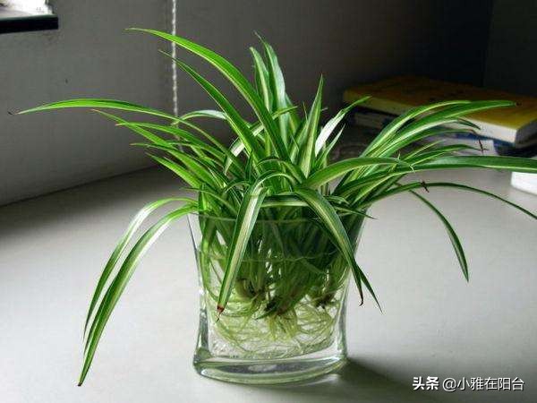 水培吊兰怎么用肥水好呢,水培吊兰怎么才能长得更好