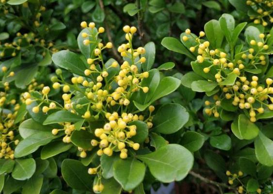 室内盆栽米兰花的养殖方法,盆栽米兰花养殖方法和技巧