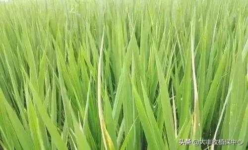 虫螨腈虱螨脲是什么杀虫剂,虱螨脲与虫螨腈的区别