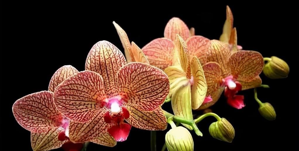 看芦头辨兰花种类,野生兰花种类图片