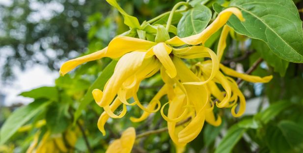 雪松味道有点呛鼻子,雪松味道好不好闻