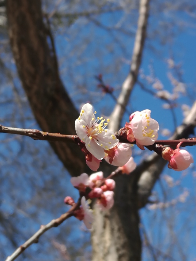 美丽的杏花沟,美丽的杏花作文