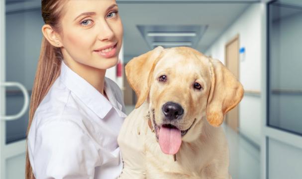 家里狗掉毛难闻是什么病,狗狗身体发臭什么原因