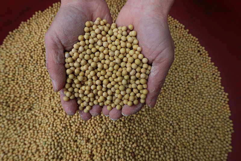 目前大豆行情,4月23日东北地区大豆市场价格动态