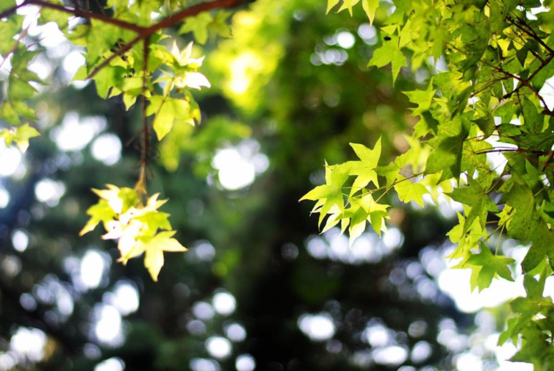 表达夏天热的诗句,古诗中描写天气很热的诗句