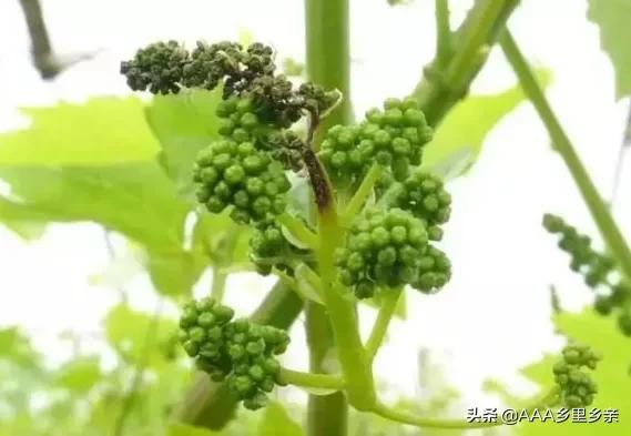 防止葡萄生理落果用什么方法,葡萄为什么会落花落果是熟透了吗