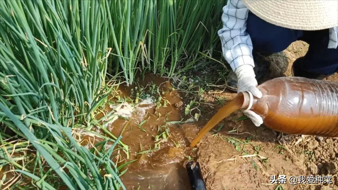 地里怎么种小葱长得好,小葱籽种小葱的正确方法