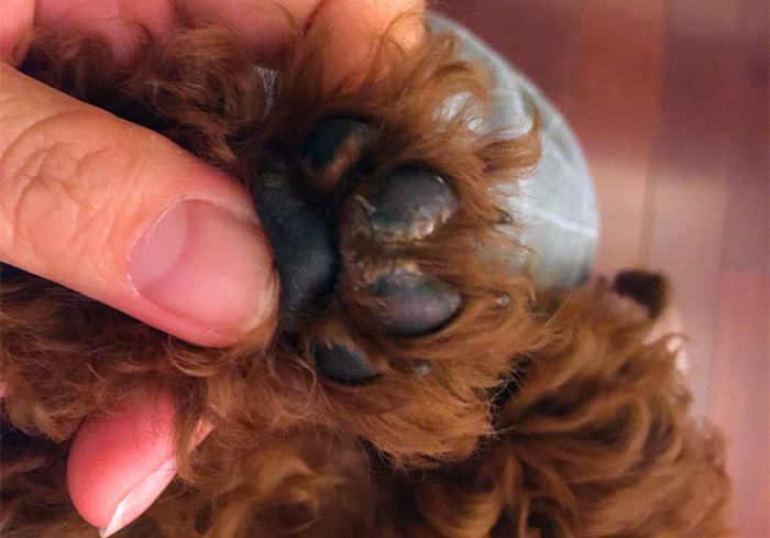 狗狗脚掌又红又肿怎么回事,小狗犬瘟热脚掌会怎么变化