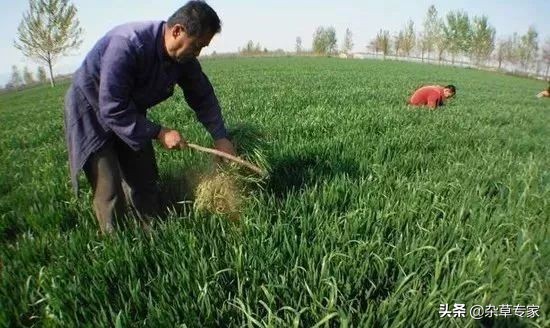 小麦田恶性杂草,小麦田的节节麦怎么除掉用什么药
