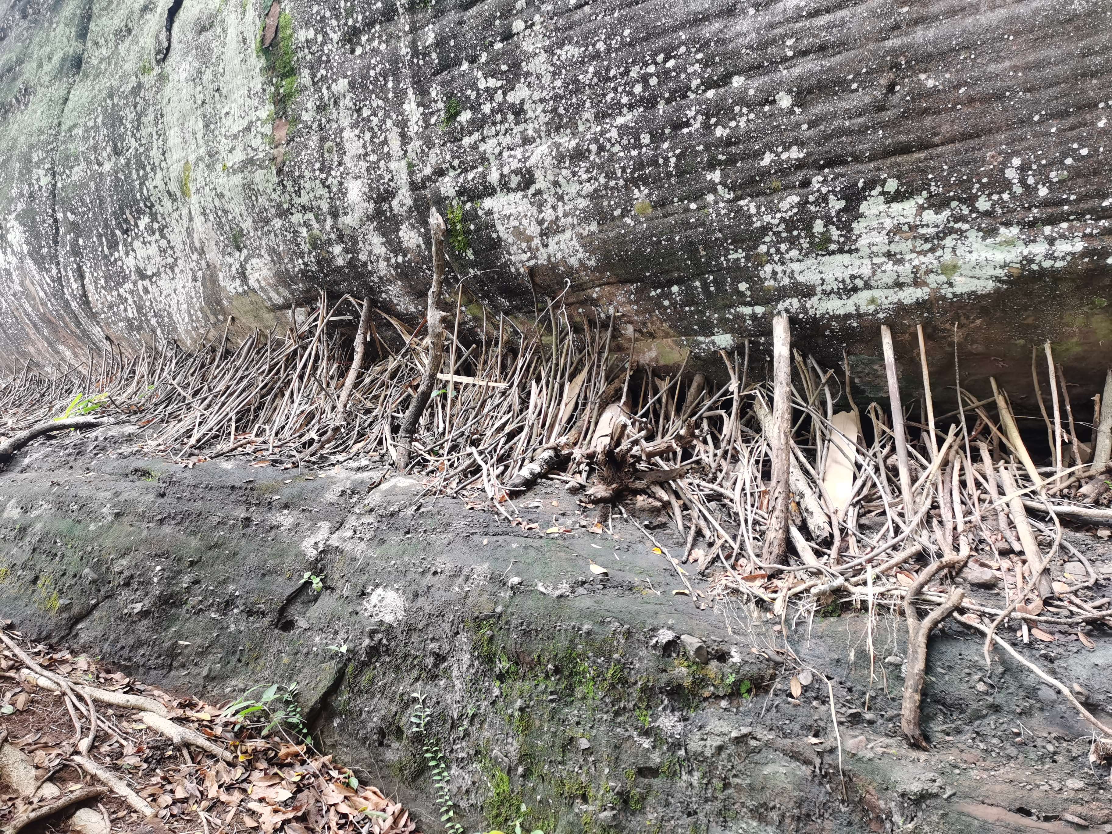 叮当猫还玩81式吗,叮当猫还玩率土之滨吗