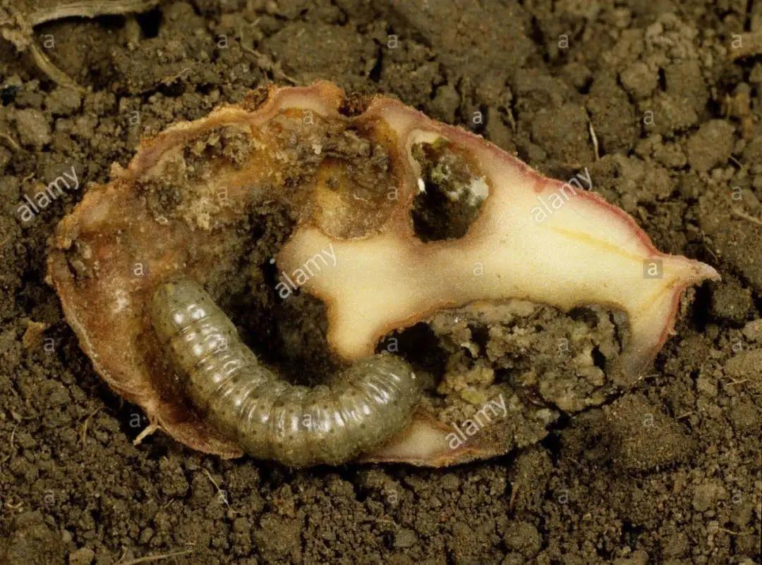 各种作物地下害虫一招解决,庄稼地里的害虫