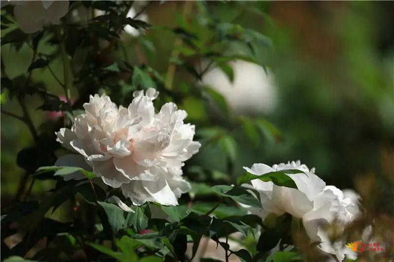 瞧!这花花世界谁不爱