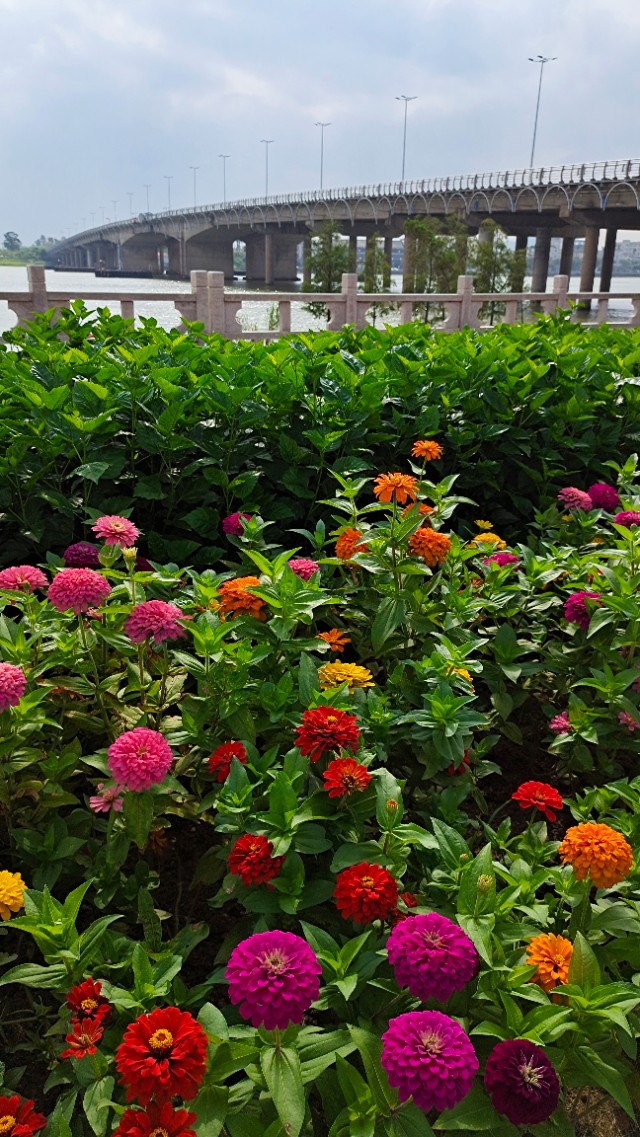 珠海井岸黄楊河湿地公园,20200927