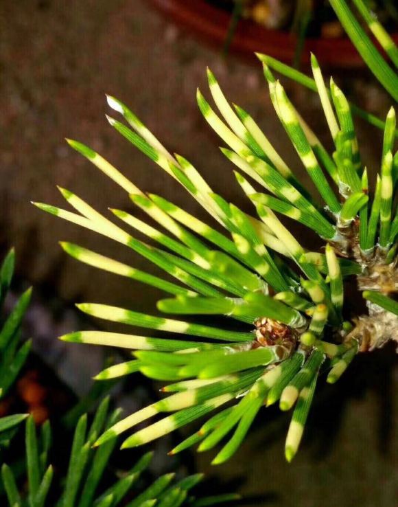 荣冠黑松是什么品种,常见黑松造型