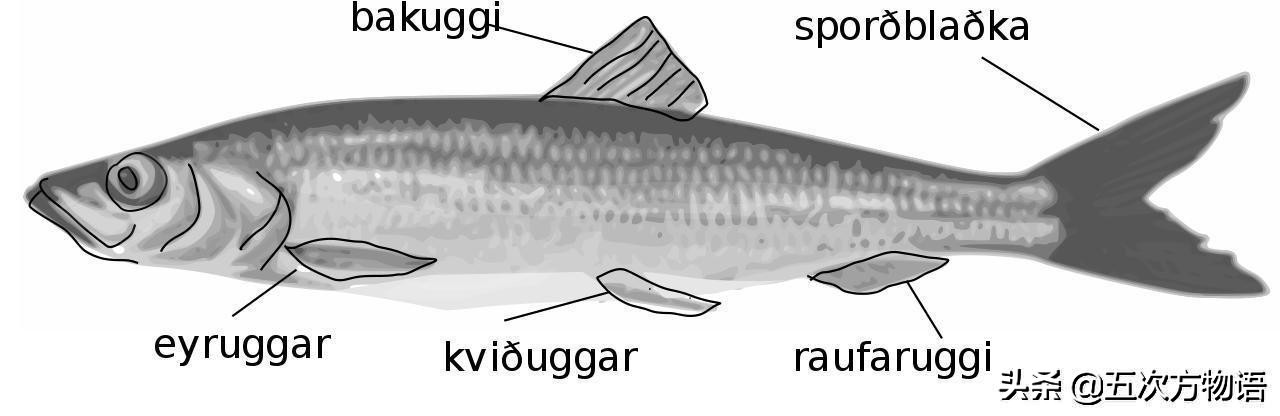 鲱鱼原汁原味,最好吃的鲱鱼