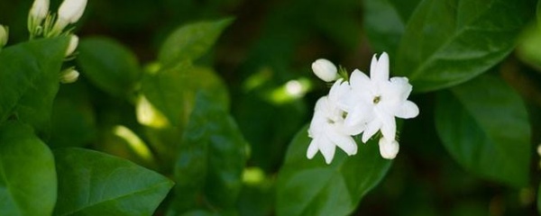 茉莉花怎么施肥,茉莉花好养活吗