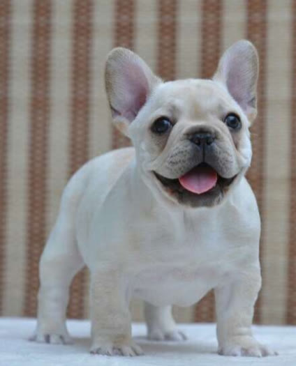 常见的小狗狗品种大全及图片,值得推荐的小狗品种有哪些