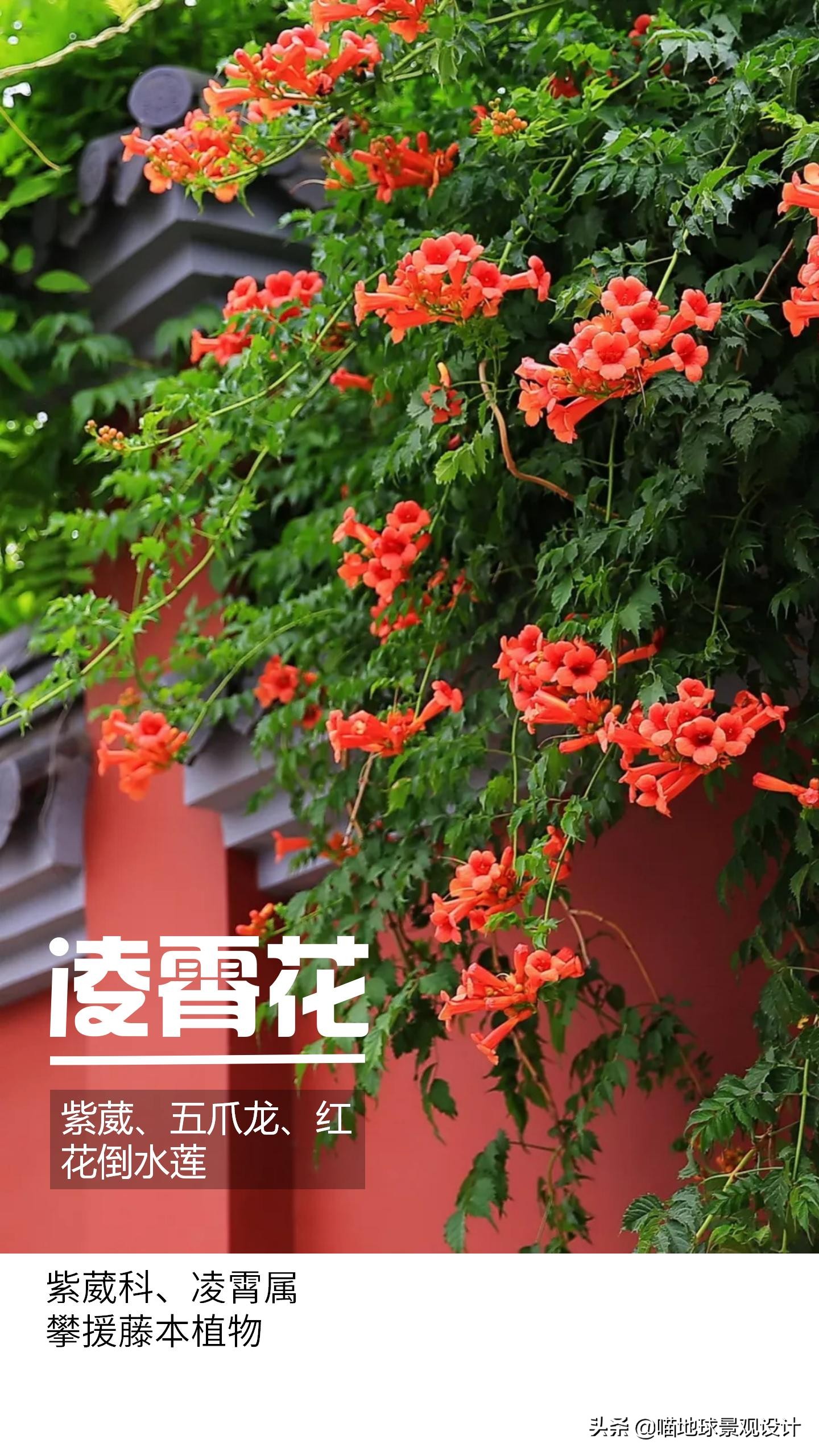 意大利常见的爬藤植物,25种爬藤植物