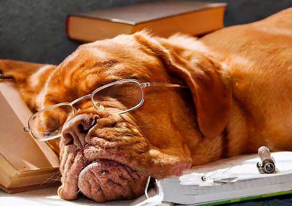 狗狗十年了该怎么养,狗狗年龄大了需要注意什么