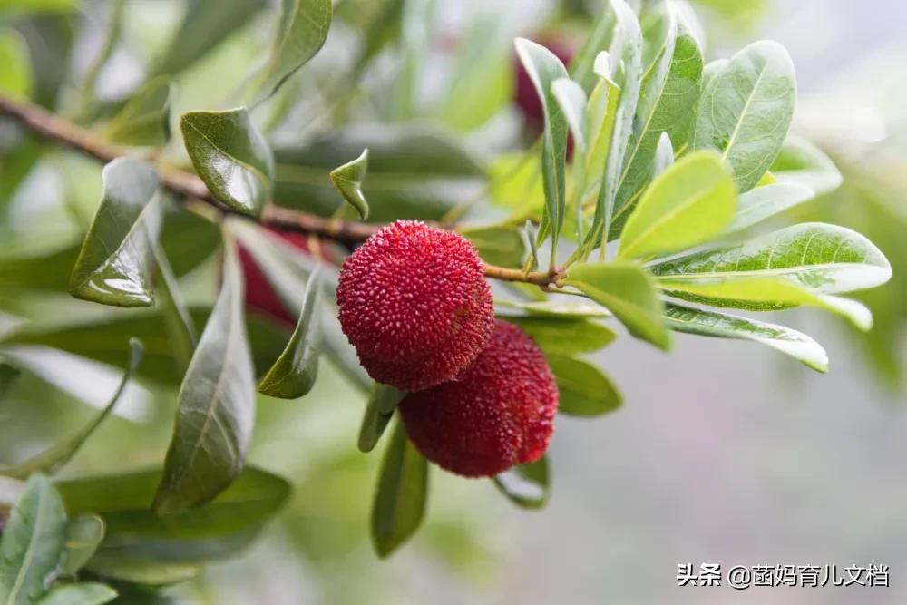 杨梅有蛆能不能放心大胆吃,杨梅有虫不能吃吗直播回放